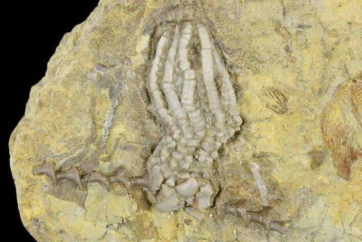 Fossil Crinoid And Bryozoan - Anna, Illinois #114370